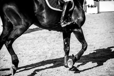 Equestrian, horse jumping competition, show jumping themed photograph.