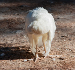 Wild white peacock, in the peacock forest plaka on kos greece