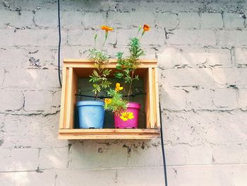 Potted plant on wall