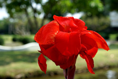 Close-up of red hibiscus blooming outdoors