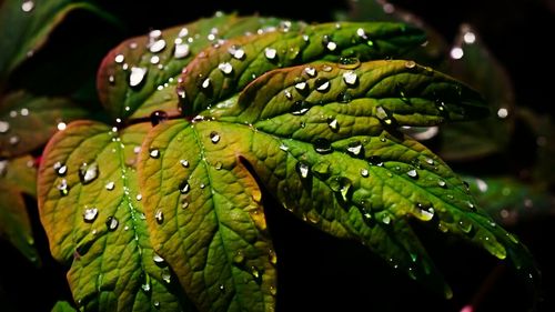 Close-up of raindrops on leaf