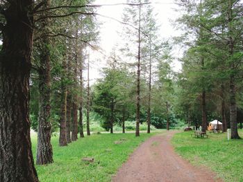 Road passing through trees
