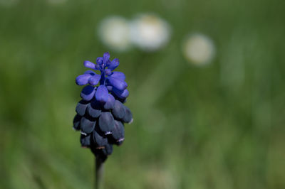 Close-up of purple flowering plant