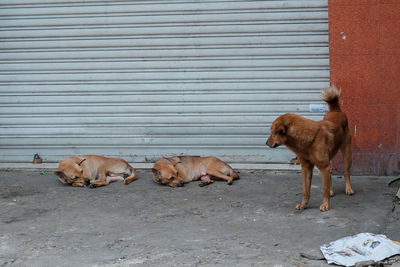 Dog relaxing on wall