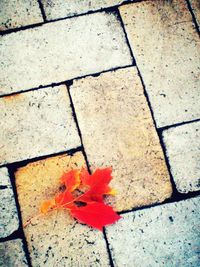 Close-up of autumn leaves