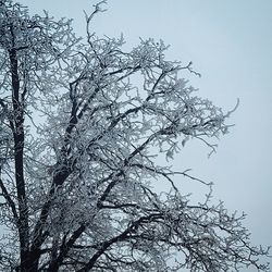 Low angle view of frozen bare tree against clear sky