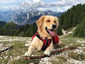Dog standing on mountain