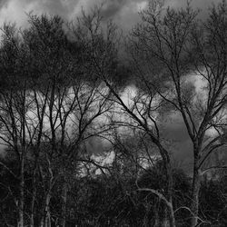 Silhouette trees against sky