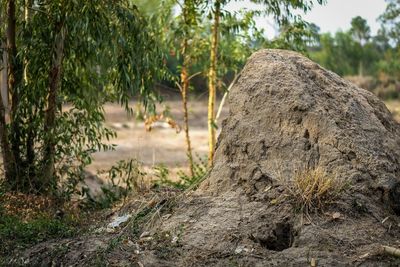 Close-up of rock on field