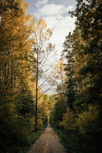 Footpath amidst trees in forest during autumn