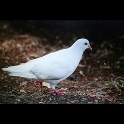 Birds on white background