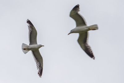 Low angle view of pelican flying against clear sky