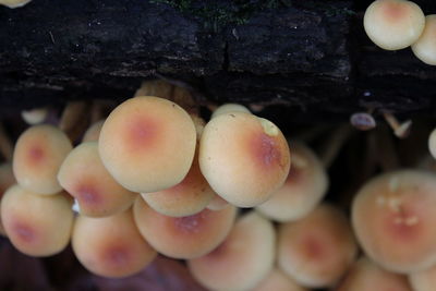 Close-up of eggs