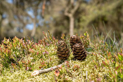 Close-up of snail on land