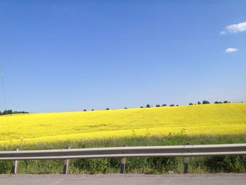 Scenic view of field against clear sky