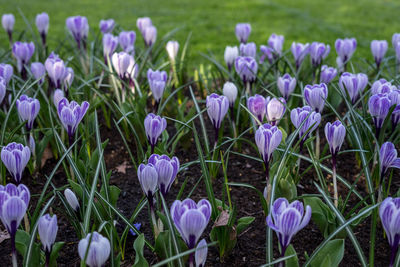 Close-up of purple crocus flowers on field