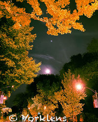 Illuminated tree against sky at night