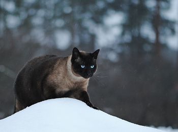 Siamese cat on snow heap