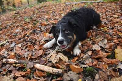 Portrait of border collie dog laying in autumn leaves looking at camera