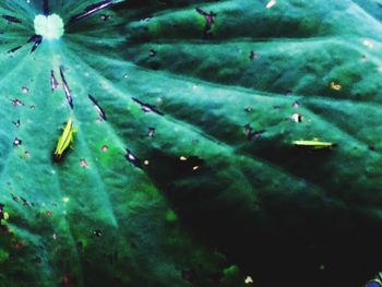 Close-up of water drops on leaf