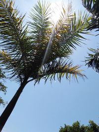 Low angle view of palm tree against sky