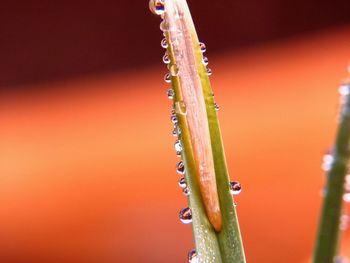 Close-up of raindrops on plant