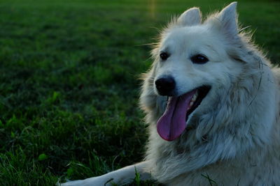 Close-up of dog looking away on field