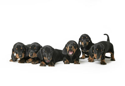 Dogs on white background