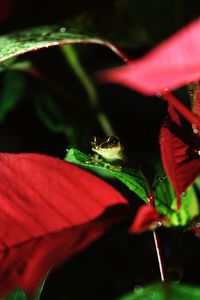 Close-up of butterfly pollinating on red flower