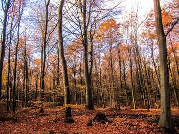 Trees in forest during autumn