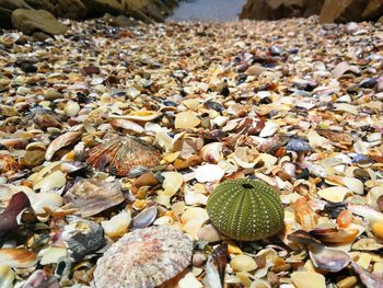 Close-up of shells on beach