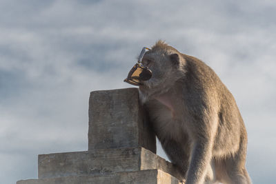 Low angle view of monkey sitting against sky