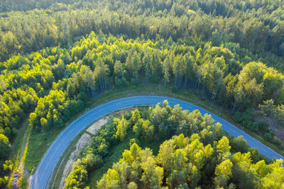 High angle view of pine trees in forest