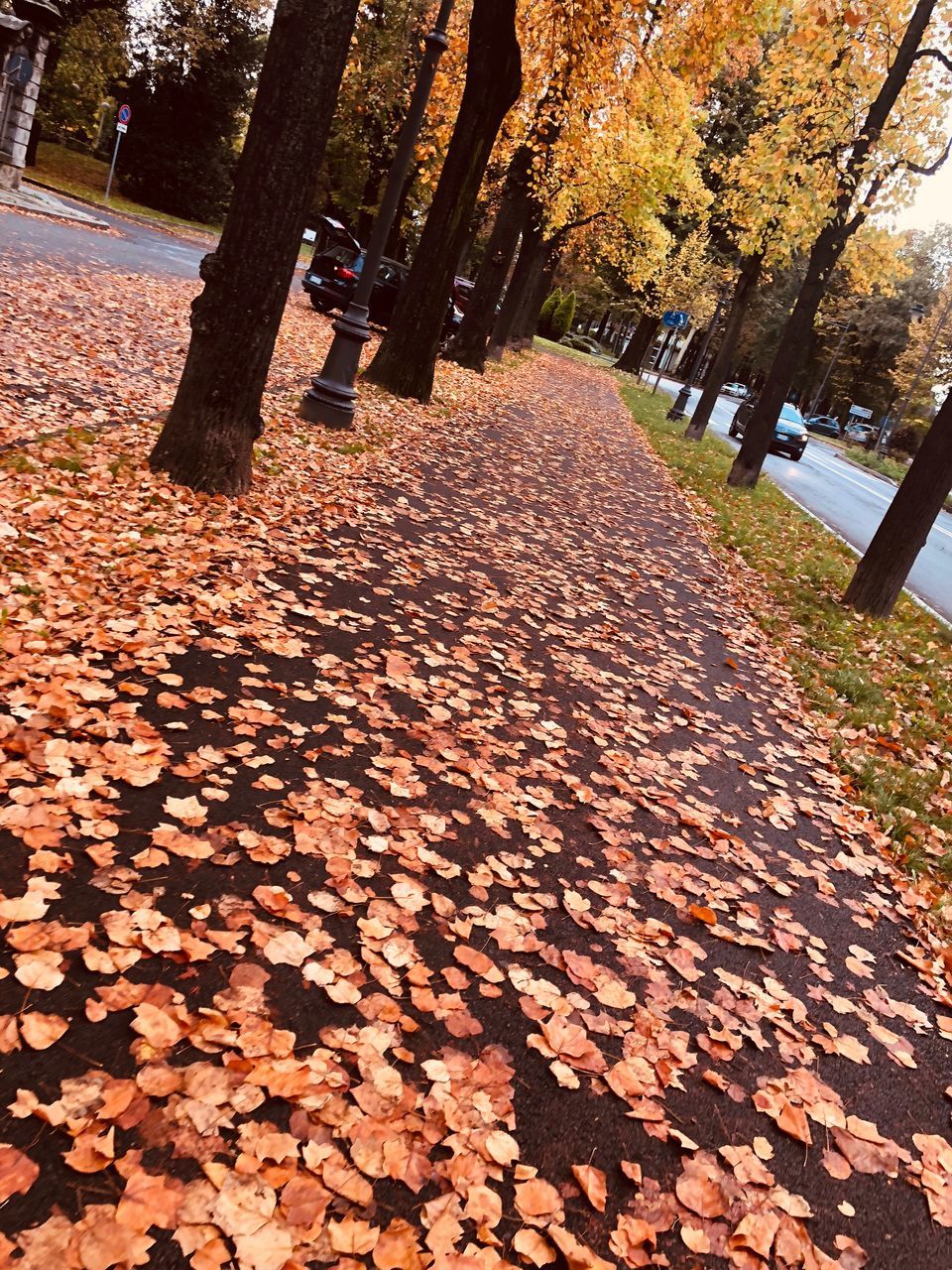 SUNLIGHT FALLING ON AUTUMN LEAVES IN PARK