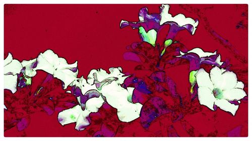 Close-up of red flowers