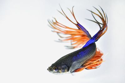 Close-up of fish against white background