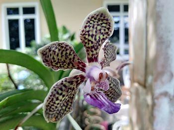 Close-up of purple flowering plant