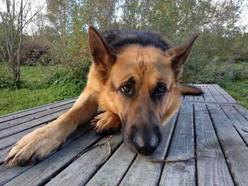 Portrait of dog on wooden boardwalk