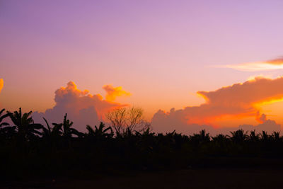 Silhouette trees on field against sky during sunset