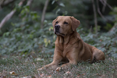 Dog sitting on field