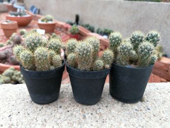 Close-up of potted cactus plant