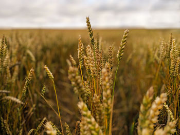 Close-up of stalks in field against sky