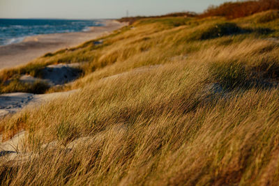 Scenic view of the grass by the sea against sky