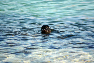 Duck swimming in sea