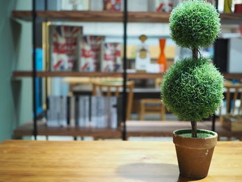 Close-up of potted plant on table