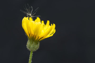 Close-up of yellow flower against black background