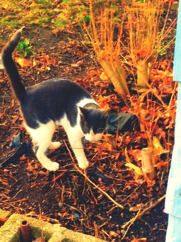 animal themes, domestic animals, pets, mammal, one animal, domestic cat, cat, feline, dog, high angle view, field, sitting, whisker, full length, day, standing, outdoors, leaf, sunlight, carnivora