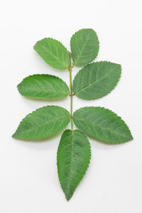 Close-up of fresh green plant against white background