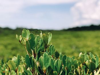 Close-up of plant growing on field