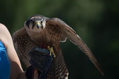 Close-up of a hand holding bird